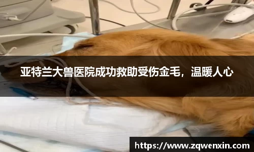 亚特兰大兽医院成功救助受伤金毛，温暖人心